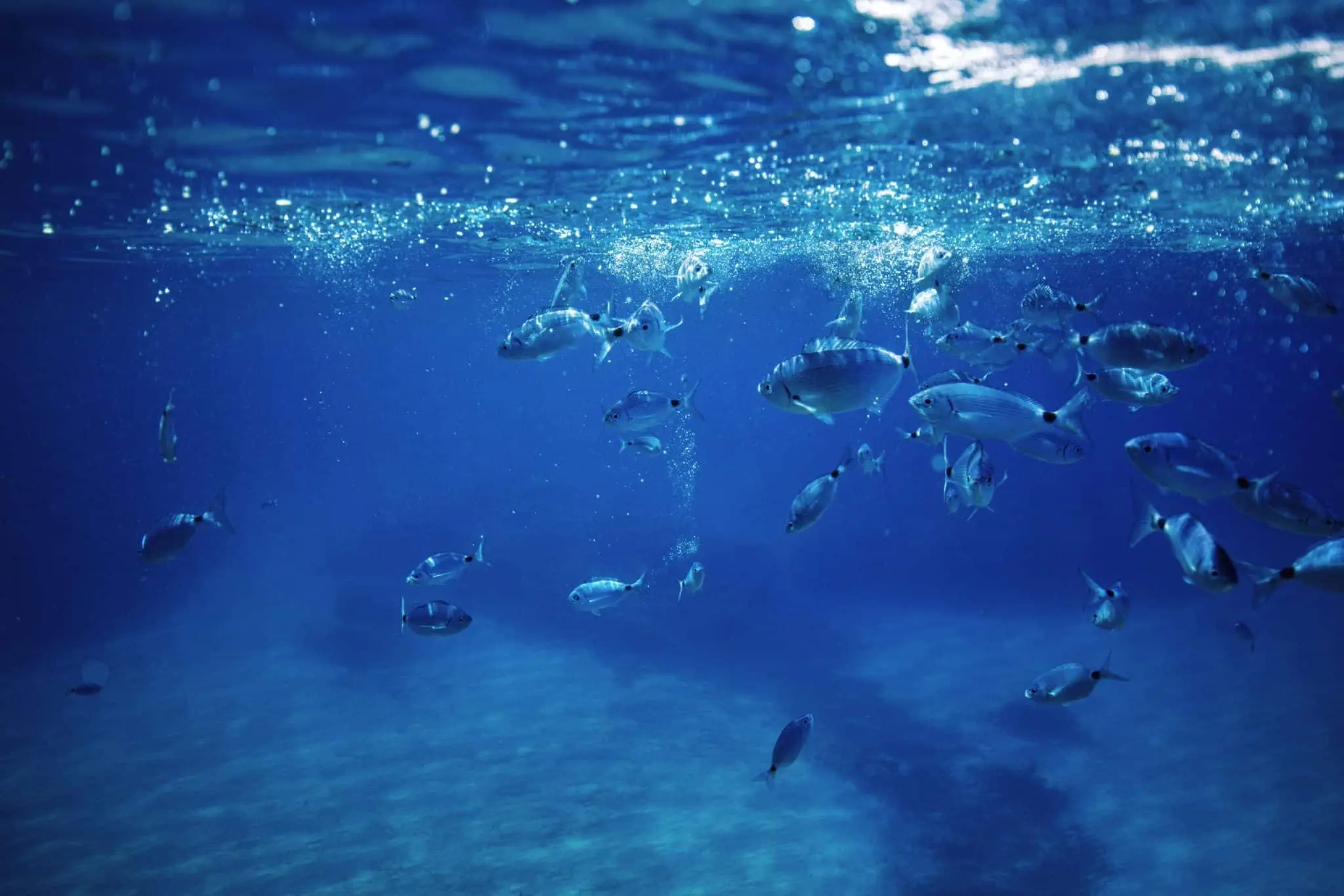 Factores asociados al peso individual en peces demersales con datos DATRAS